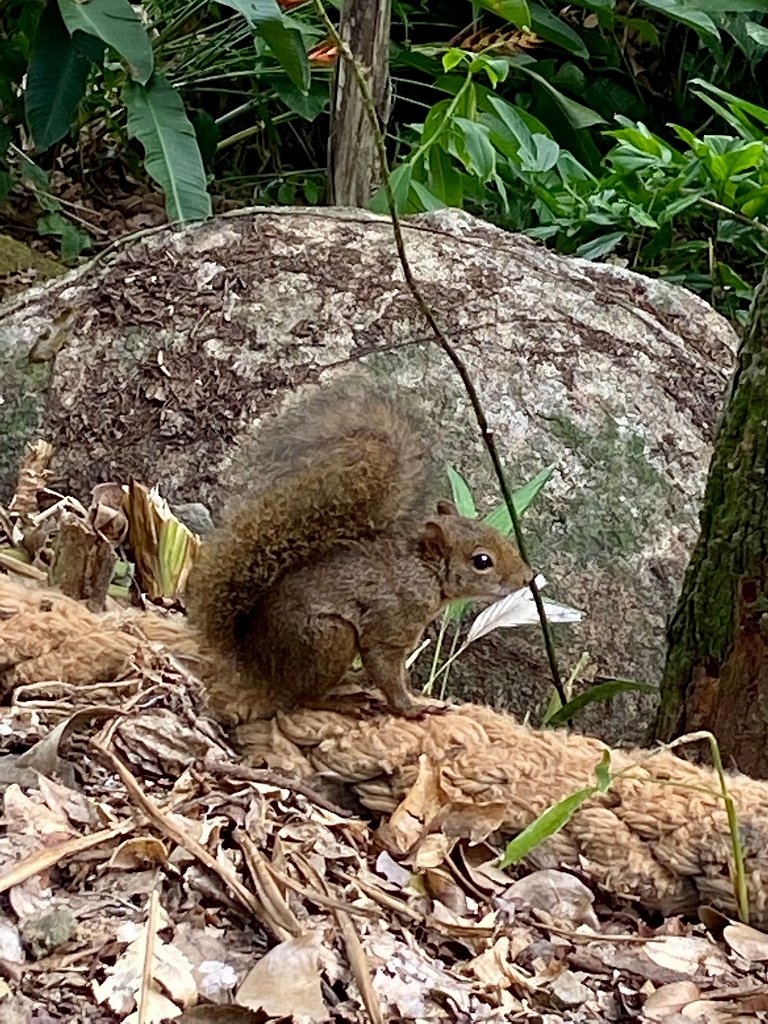 Bangalô c/ vista e piscina em Flechas, Ilhabela | Sereia